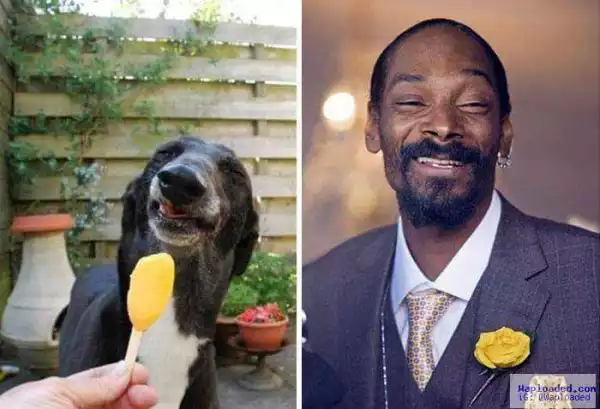 LMAO!!!! Hilarious Pictures of Animals Who Looks Like Your Favourite Celebs